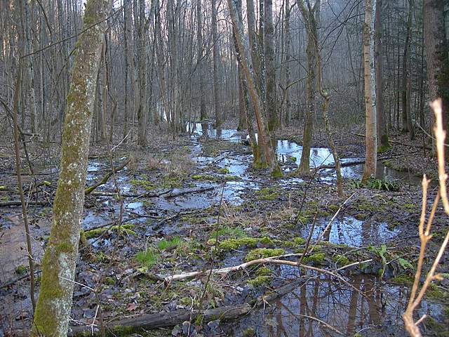 Ritorno  nel  bosco  alluvionale  di  Flh